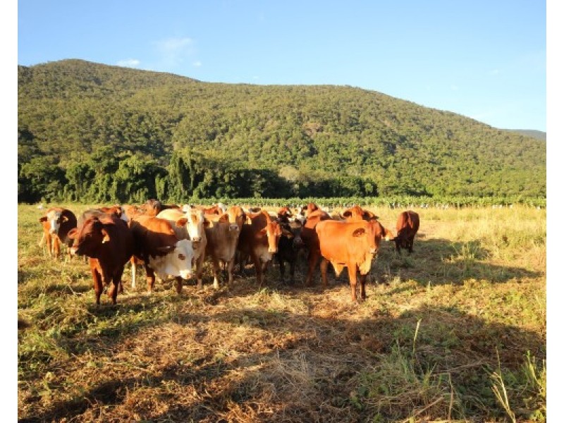 0 Pine Creek – Yarrabah Road… 254,315 m, East Trinity QLD 4871