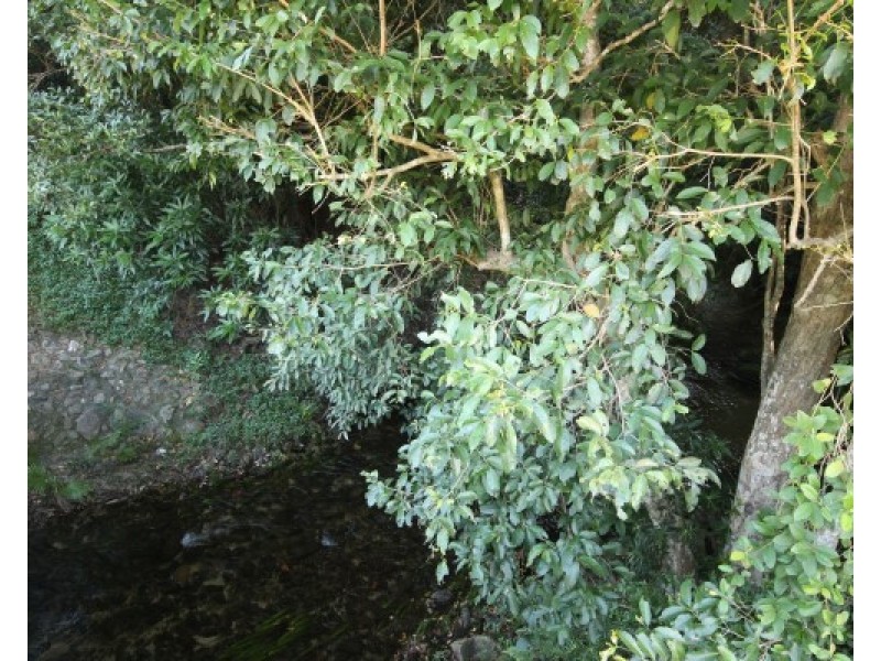 0 Pine Creek – Yarrabah Road… 254,315 m, East Trinity QLD 4871