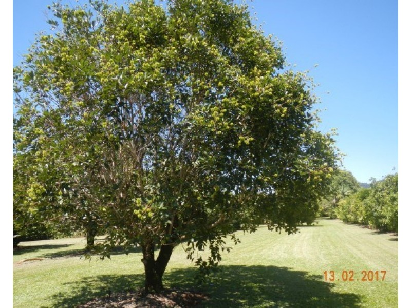 554 Utchee Creek Road, Mena Creek QLD 4871