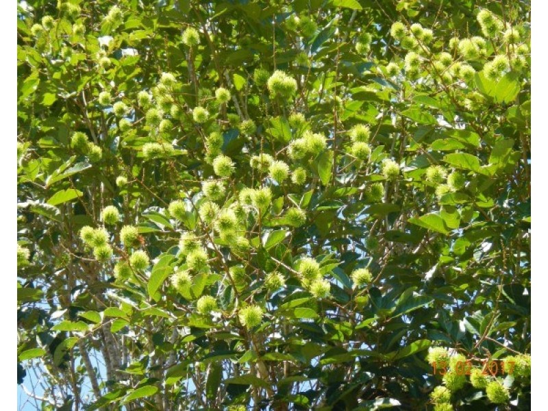 554 Utchee Creek Road, Mena Creek QLD 4871