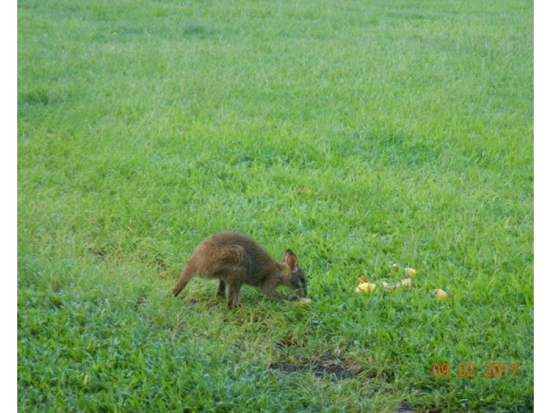 554 Utchee Creek Road, Mena Creek QLD 4871