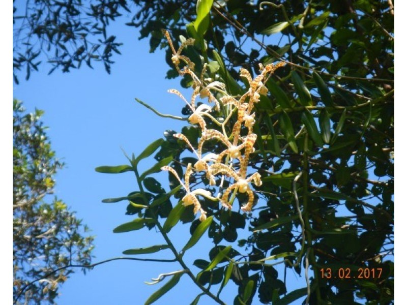 554 Utchee Creek Road, Mena Creek QLD 4871