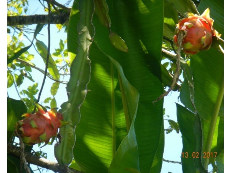 554 Utchee Creek Road, Mena Creek QLD 4871