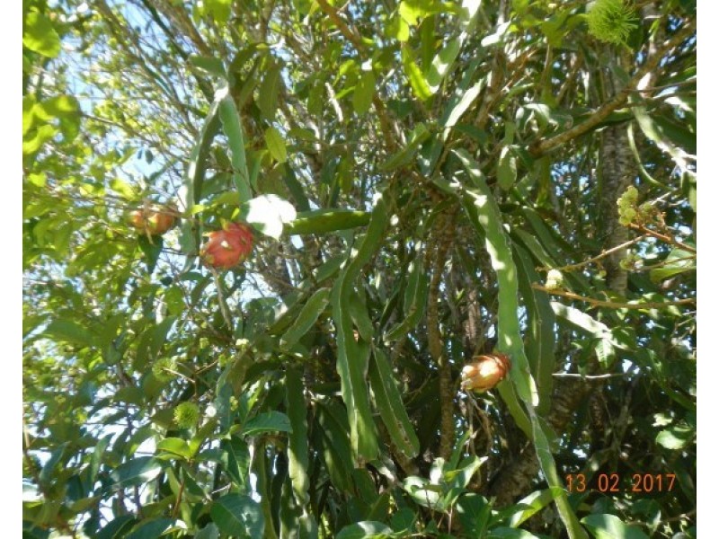 554 Utchee Creek Road, Mena Creek QLD 4871