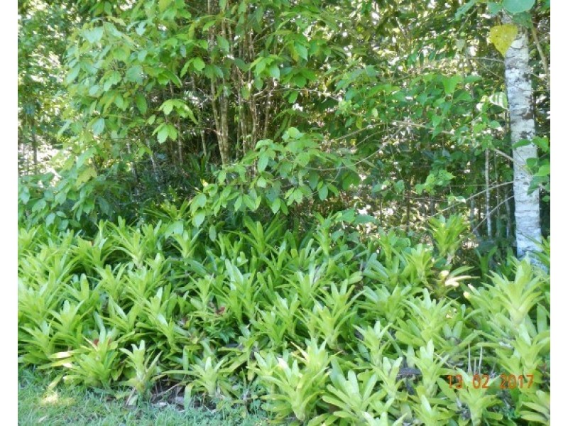 554 Utchee Creek Road, Mena Creek QLD 4871