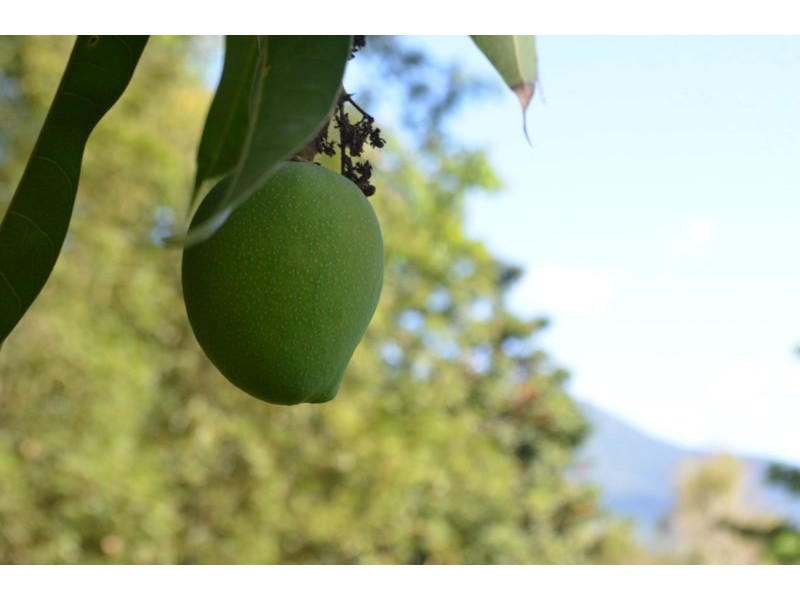 78 – 80 Dempsey Street, Gordonvale QLD 4865