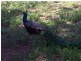 Cairns QLD 4870
