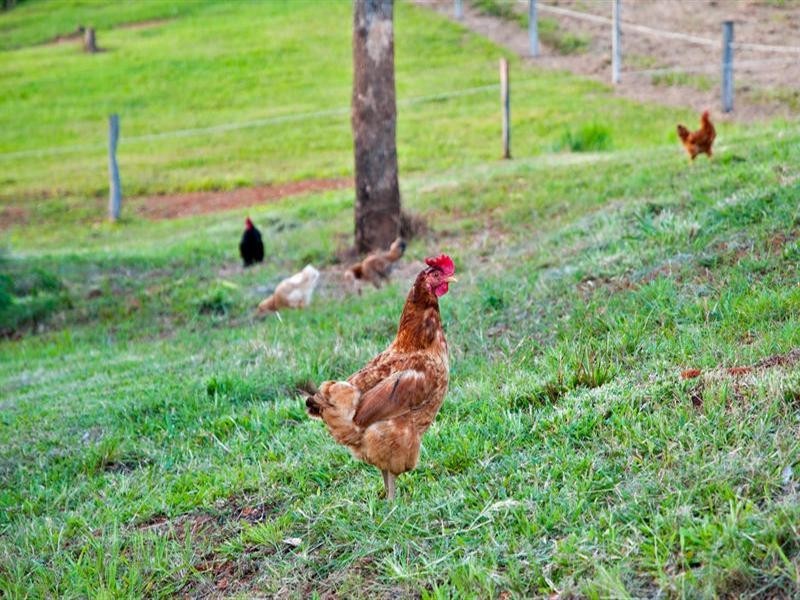 3 Beryl Ann Drive, Cairns QLD 4870