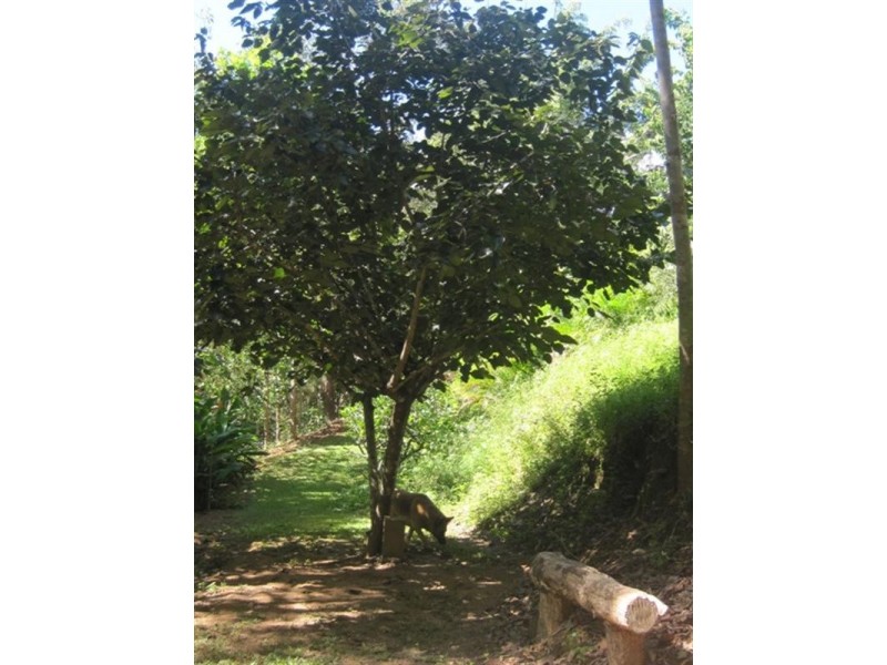 66-68 Mercy Close, Gordonvale QLD 4865