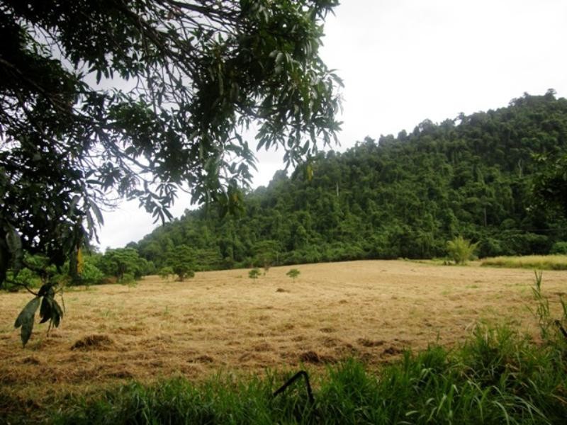 Bellenden Ker QLD 4871