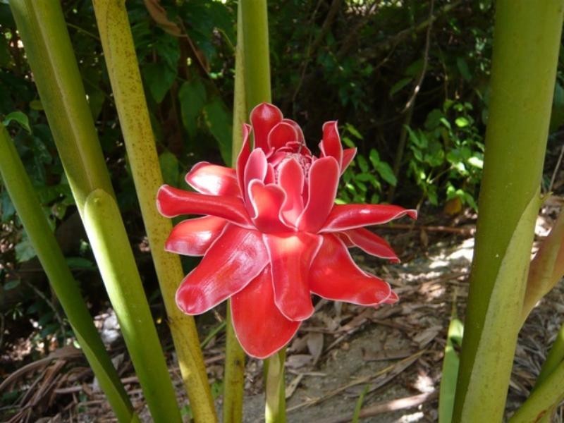 Bellenden Ker QLD 4871