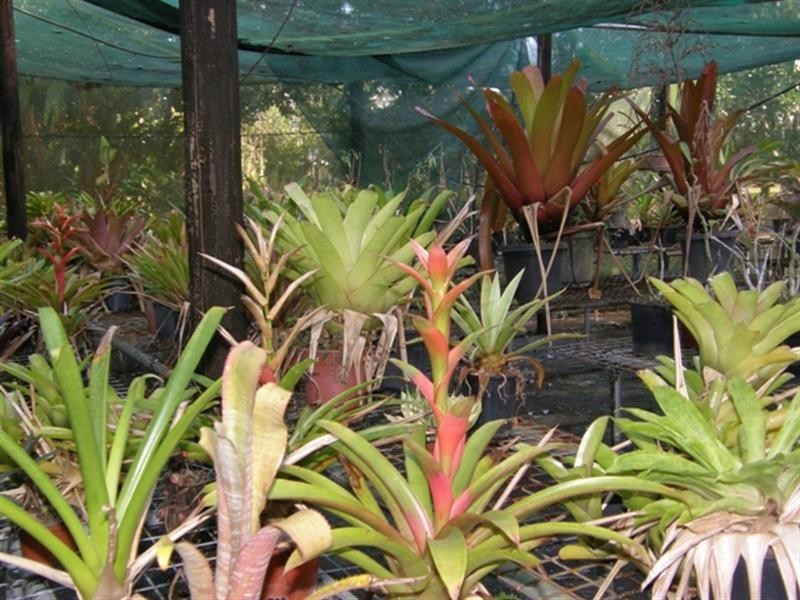 21 Munro Road, Bellenden Ker QLD 4871