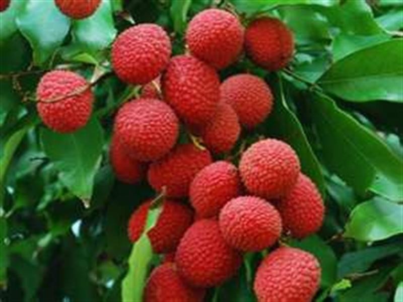 396 Chewko Road, Mareeba QLD 4880