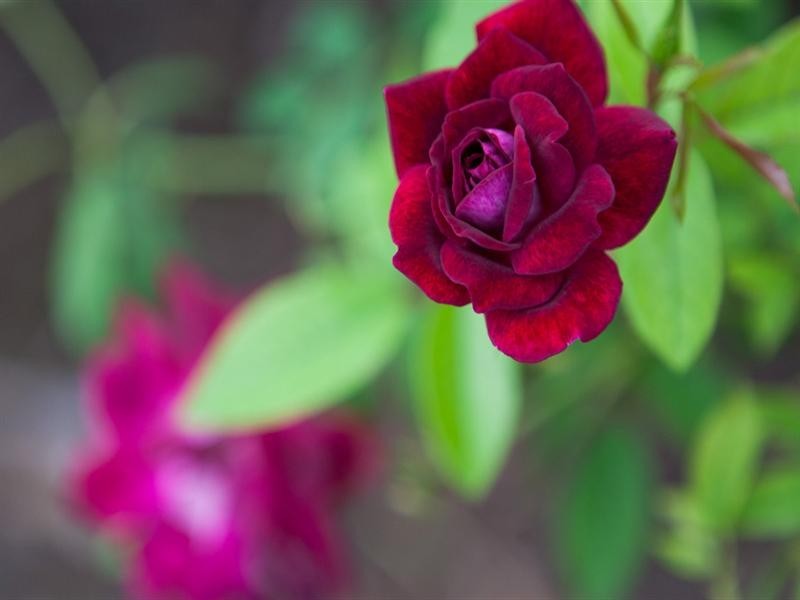 396 Chewko Road, Mareeba QLD 4880