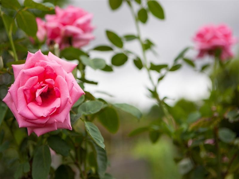 396 Chewko Road, Mareeba QLD 4880