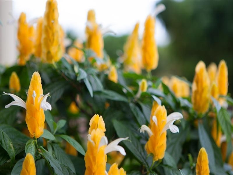 396 Chewko Road, Mareeba QLD 4880