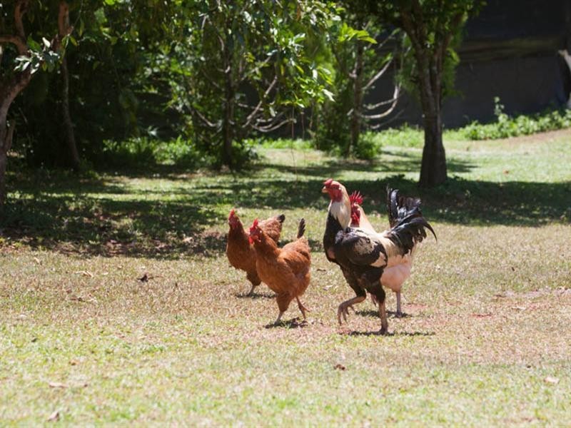 24-26 Appaloosa Street, Gordonvale QLD 4865