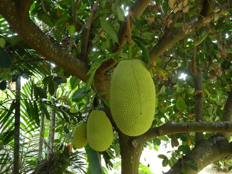 18 Sirius Street, Bentley Park QLD 4869