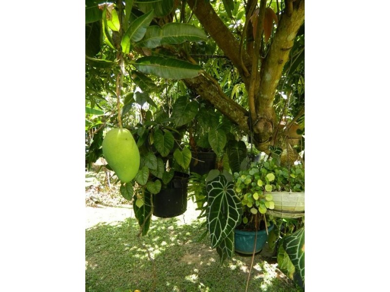 18 Sirius Street, Bentley Park QLD 4869