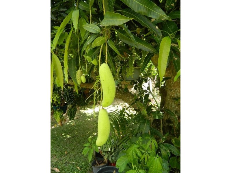 18 Sirius Street, Bentley Park QLD 4869