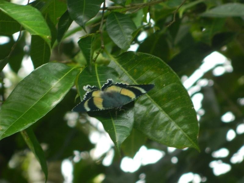 Fishery Falls QLD 4871