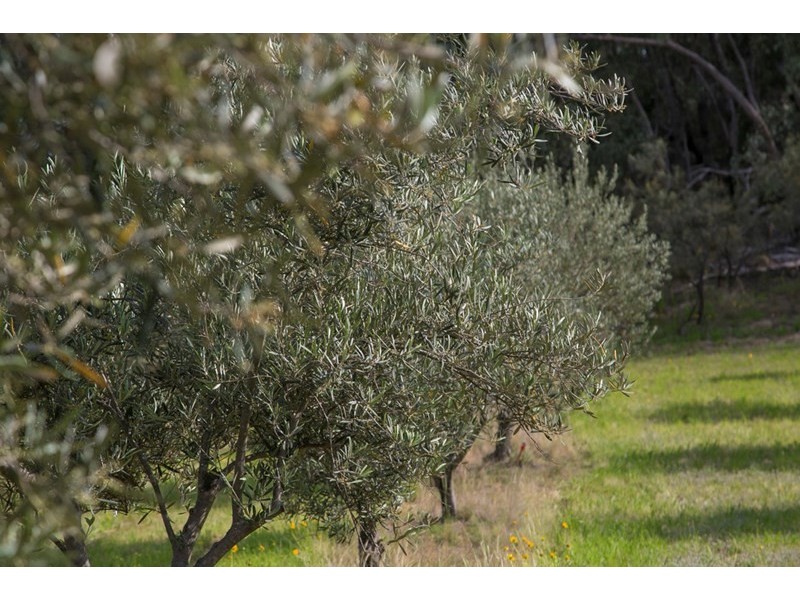 200 Collins Road, Stanthorpe QLD 4380