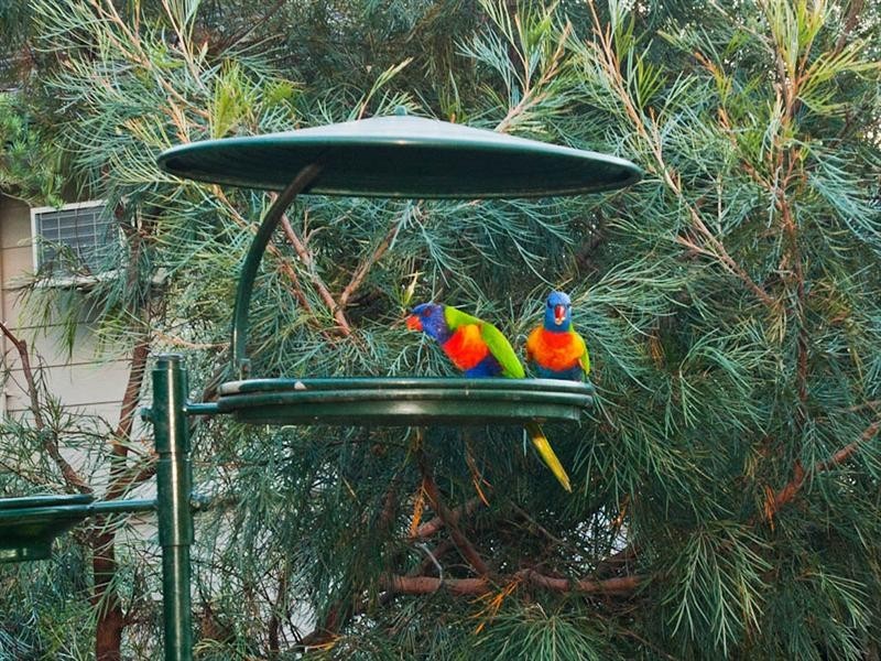 15 Stonyfell Court, Holland Park QLD 4121