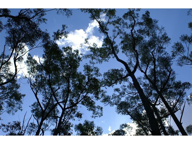 Ferodale NSW 2318