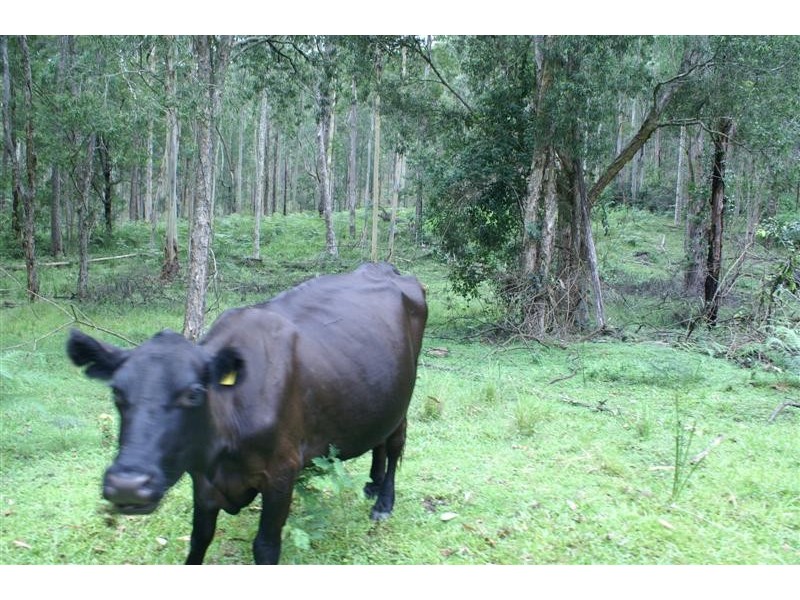 Wards River NSW 2422