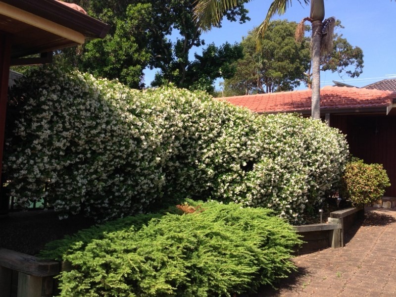 8 Notley Street, North Lambton NSW 2299