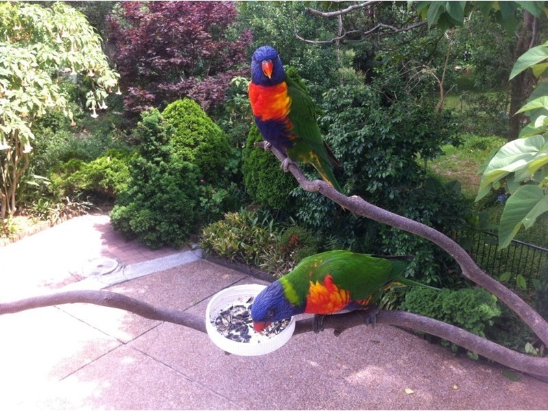 9 Louisa Avenue, Cardiff NSW 2285