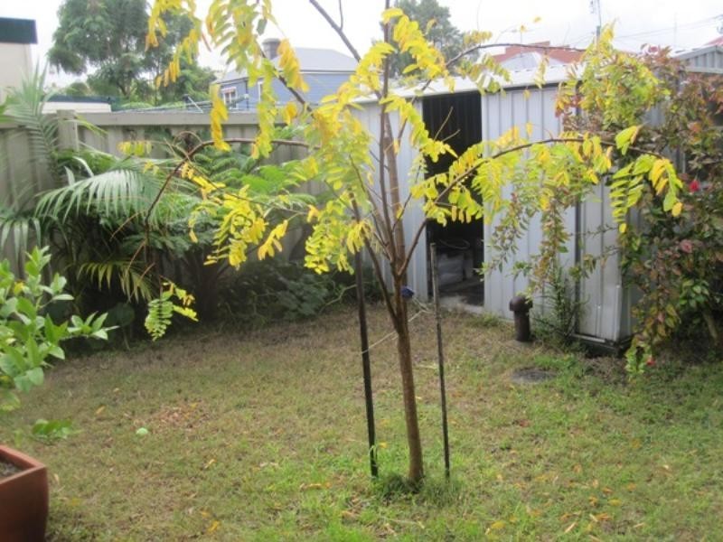 88 Wilson Street, Carrington NSW 2294