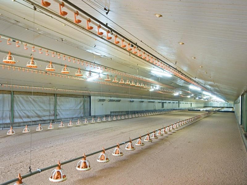 Central Mangrove NSW 2250