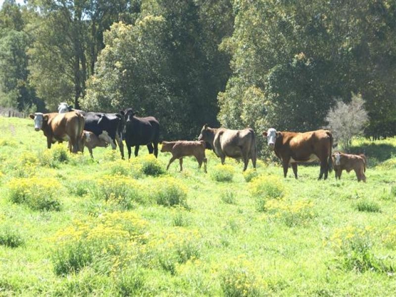 1352 Booral Road, Girvan NSW 2425