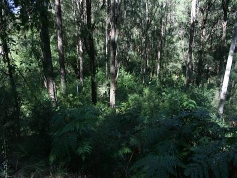 Cnr Uffington Road and Duns Creek Road, Duns Creek NSW 2321