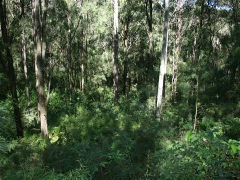 Cnr Uffington Road and Duns Creek Road, Duns Creek NSW 2321