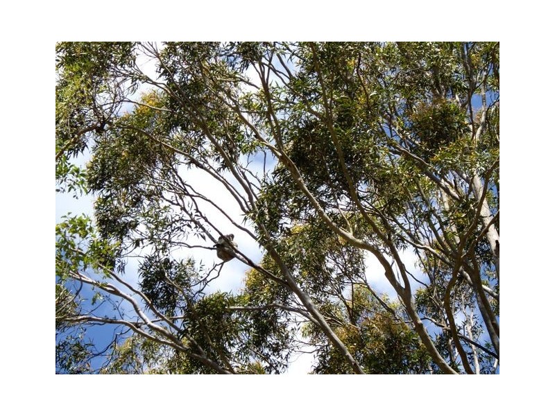 782 Pinebrush Road, Dungog NSW 2420