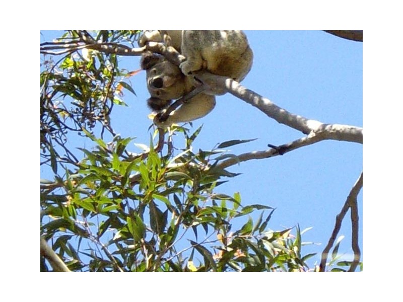 782 Pinebrush Road, Dungog NSW 2420