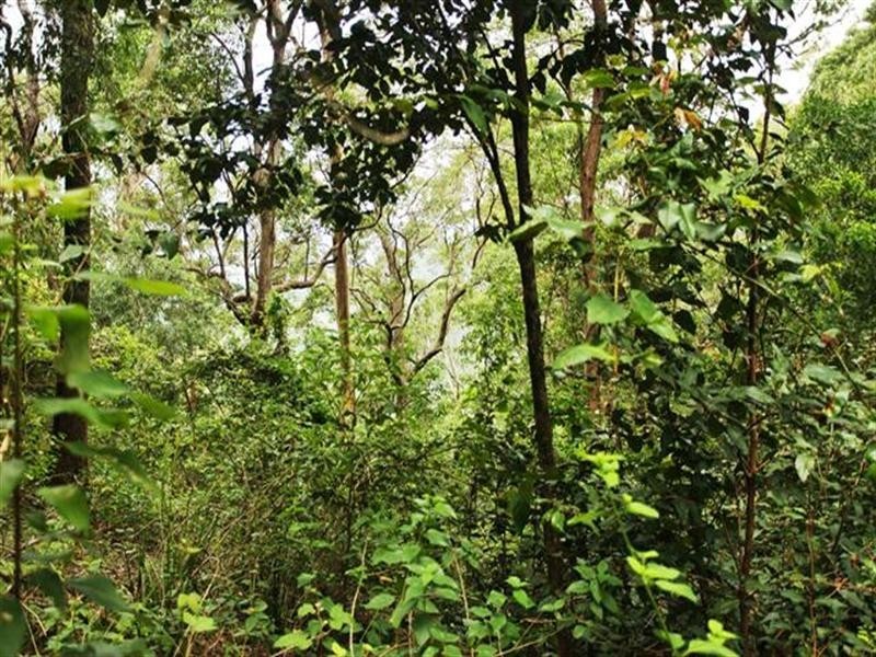 Coolongolook NSW 2423