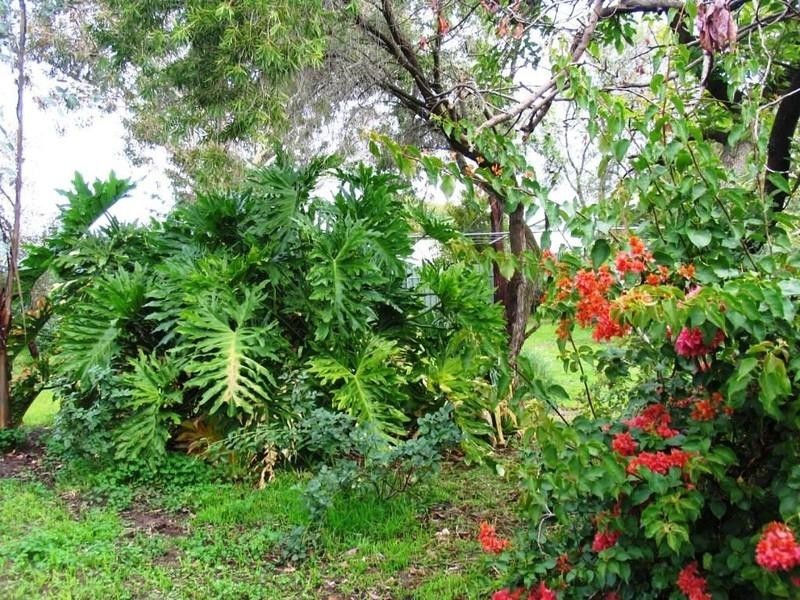 1 Corunna Avenue, Colonel Light Gardens SA 5041