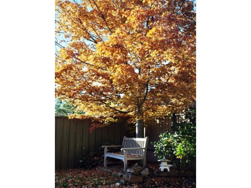 5a Boronia Court, Mount Barker SA 5251