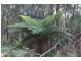 Lot 1, 55 Back Creek Road, Gembrook VIC 3783