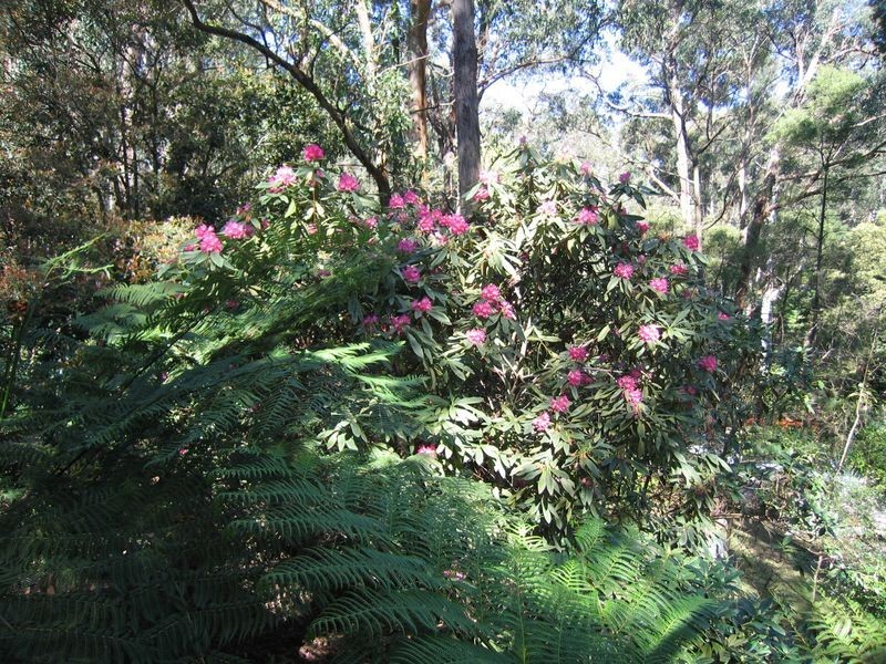 7 Wilga Avenue, Selby VIC 3159