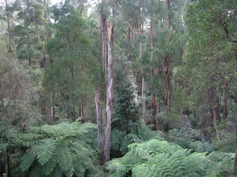 12 Argonne Parade, Selby VIC 3159