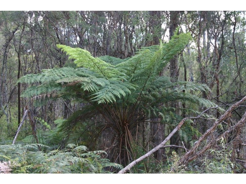 Lot 1,555 Back Creek Road, Gembrook VIC 3783