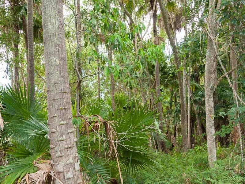 58 Glenfinnan Court, Forest Glen QLD 4556