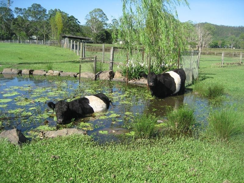 137 Old Gympie Road, Mooloolah Valley QLD 4553