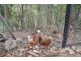332 Nambour-Mapleton Road, Nambour QLD 4560