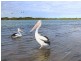 93 Bradman Avenue, Maroochydore QLD 4558