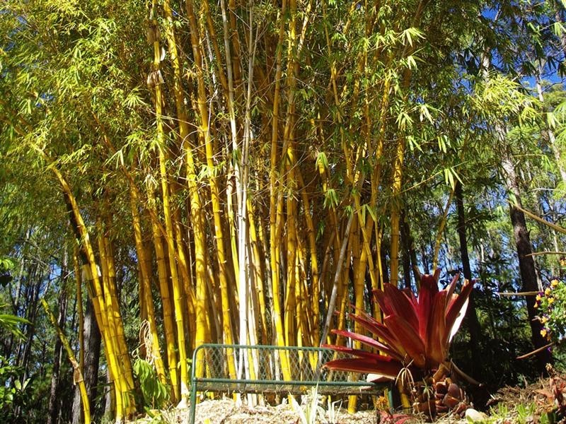 181 Wilson Road, Ilkley QLD 4554